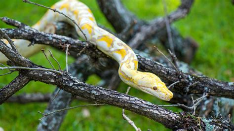 Toradh íomhá ar Reticulated Python Zoo Exhibit