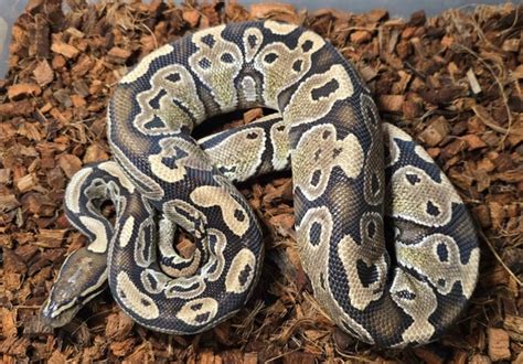 Image result for Disco Ball Python