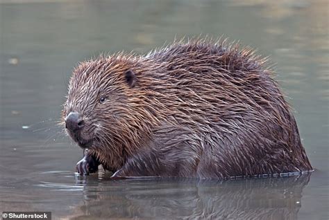 Image result for Nature Roblox GFX