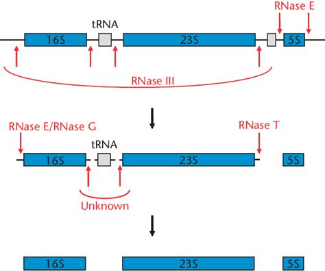 Toradh íomhá ar Gene Processing