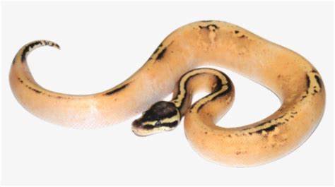 Afbeeldingsresultaten voor Anaconda Python Icon Feather