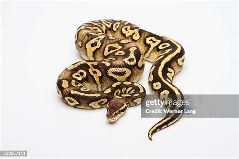 Image result for Yellow Python Diet