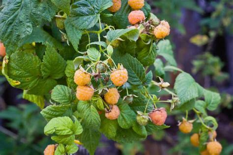 Image result for Gele Frambozen