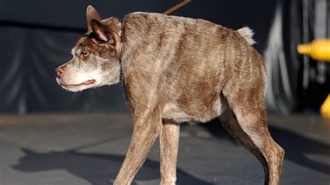 Afbeeldingsresultaten voor Dikke Rambo