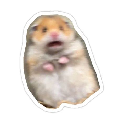 Image result for Frightened Hamster Meme