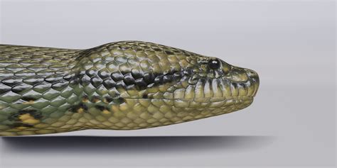 Anaconda Python Snake に対する画像結果