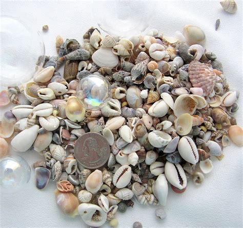 Image result for Large Live Triton Conch Shell