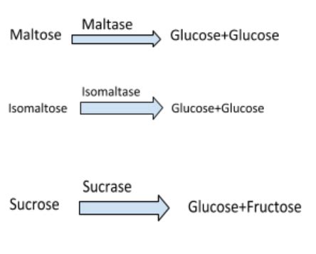 Image result for Digestion of Polysacchride