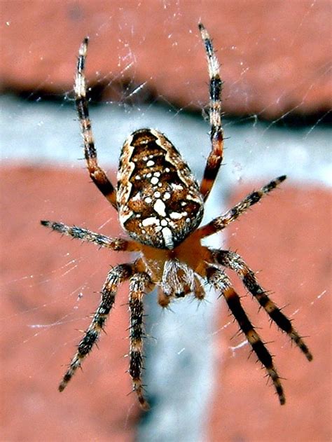 Image result for Spider Chart Python