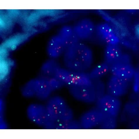 Fish Microscopy に対する画像結果