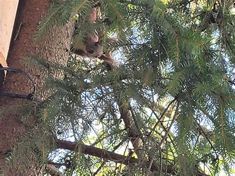 Toradh íomhá ar Hello Neighbour Images