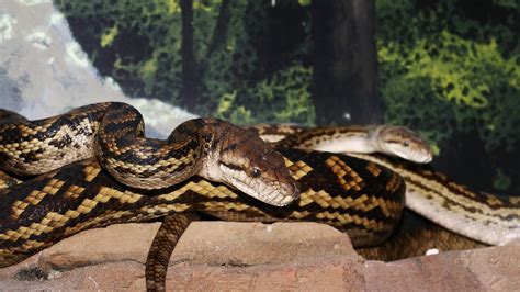 Toradh íomhá ar Cairns Python's