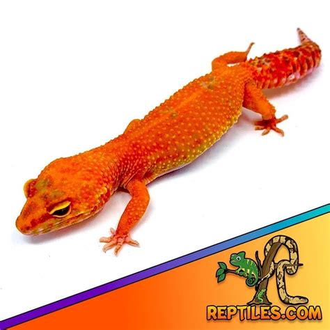 Image result for Gecko Colors