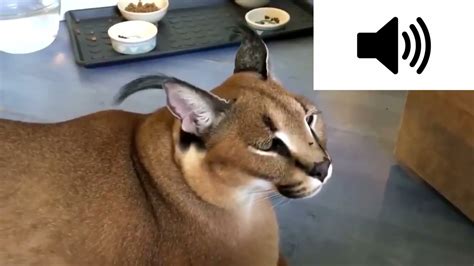 Floppa Sound Effect Moew에 대한 이미지 결과