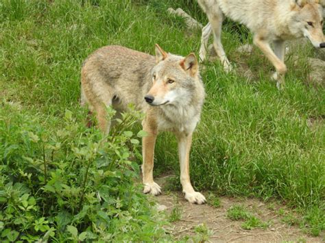 Toradh íomhá ar Kinds of Wolves