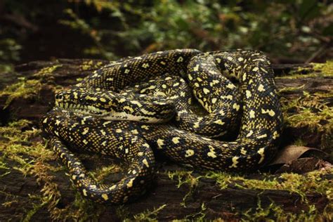 Python Scientific Name에 대한 이미지 결과