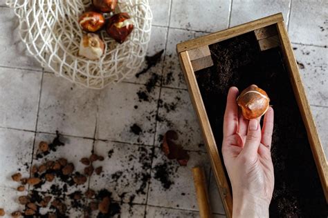 Image result for Bulb Planting Instructions