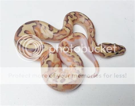 Image result for Disco Ball Python