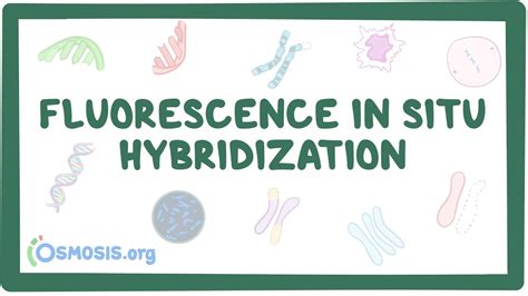 Afbeeldingsresultaten voor In Situ Hybridization