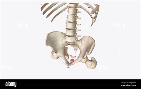 Toradh íomhá ar Female Reproductive System Consists Of