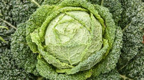Cabbage Varieties: 21 Different Types of Cabbage Cultivars