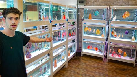 Image result for Discus Fish Store