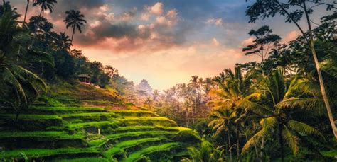 Image result for Insula Bali