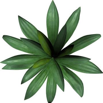 Image result for Plan View Plant Symbols