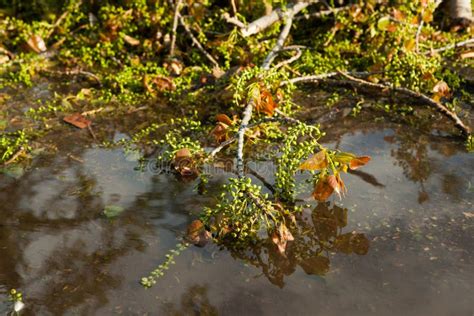 Toradh íomhá ar Catastrophe and Cataclysm Calamity Mod