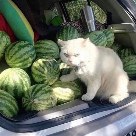 Image result for Boneworks App Icon