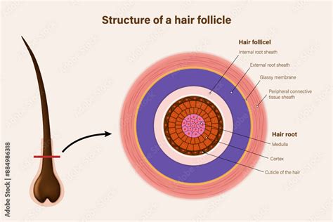 Toradh íomhá ar Hair Follicle Structure Diagram