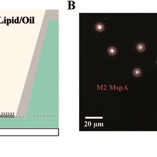 Image result for MSPA Controler Diagram