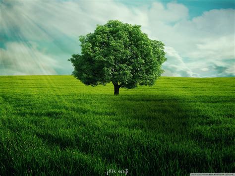 Green Tree Wallpaper Windows 7 に対する画像結果