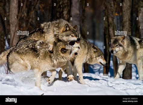 Image result for Eastern Wolves