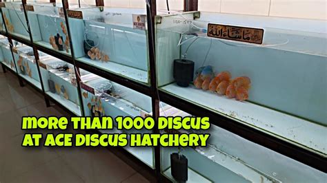 Image result for Discus Fish Store