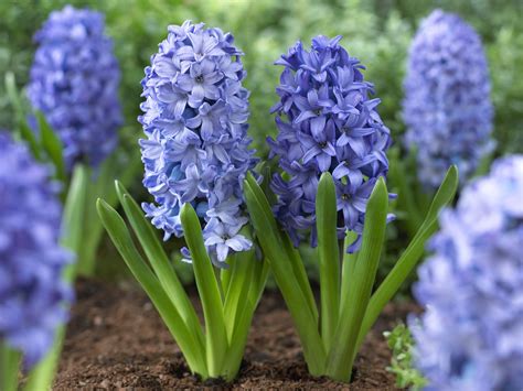 Image result for Planting Spring Bulbs