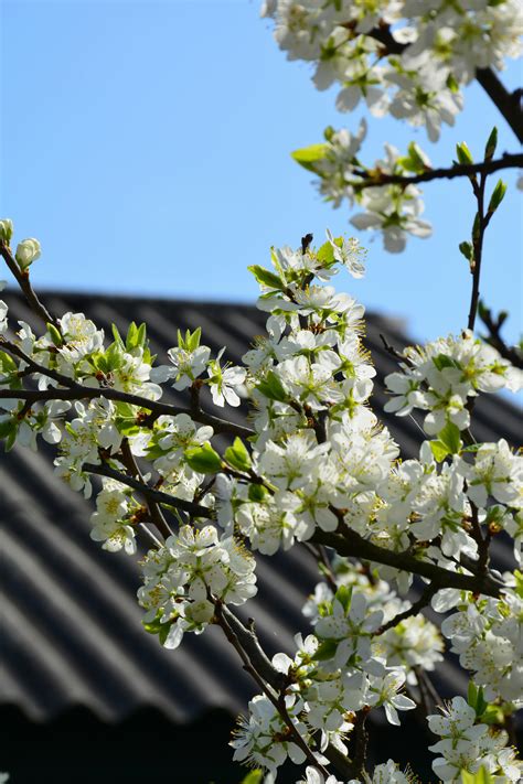Bildergebnis für Ealy Spring Photo Nature