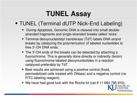 Tunel Assay に対する画像結果
