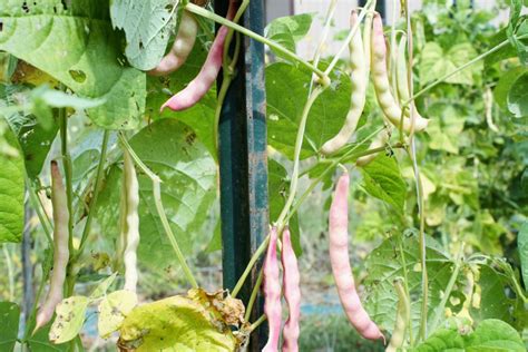 Toradh íomhá ar Fall Bean