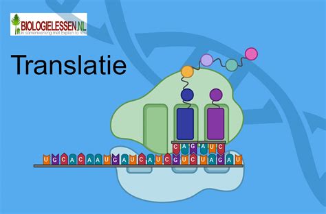Image result for Translatie RNA