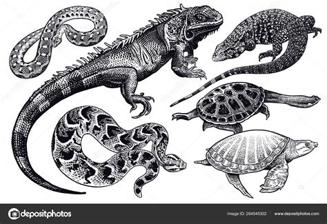 Image result for 3 Reptiles Animal Drawing