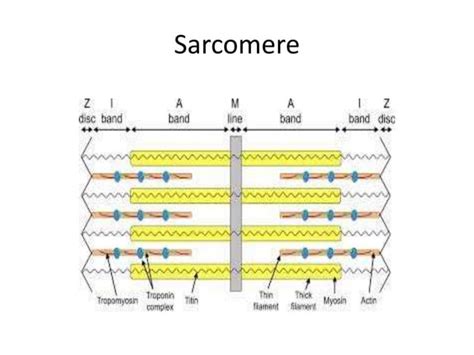 Image result for Smooth vs Skeletal Muscle Contraction