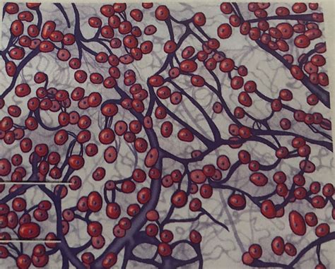 Afbeeldingsresultaten voor Reticular Connective Tissue