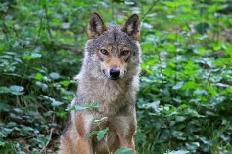 Toradh íomhá ar Kinds of Wolves