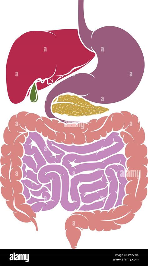 Digestive System Diagram Digestive System Diagram Complete Guide