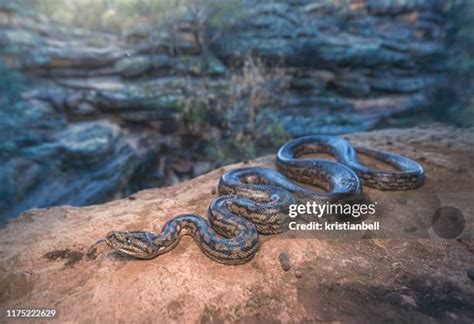 Image result for Murray River Python