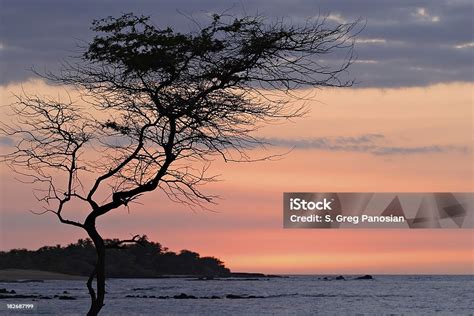 Image result for KOA Tree Silhouette Drawing