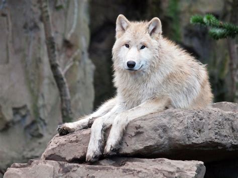 Toradh íomhá ar Kinds of Wolves