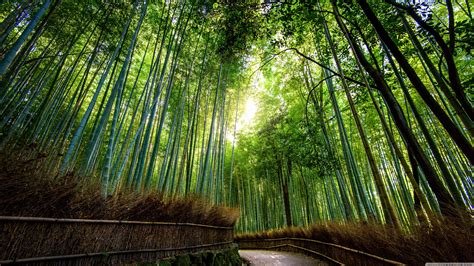 Image result for Kyoto Windows Wallpaper