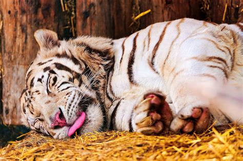 Image result for Computer Desktop Wallpaper HD